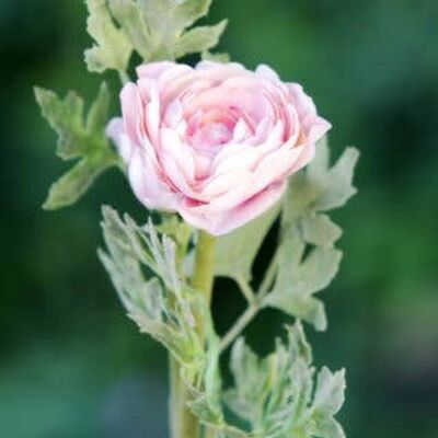 Pale Pink Ranunculus