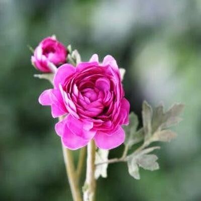 Bright Pink Ranunculus