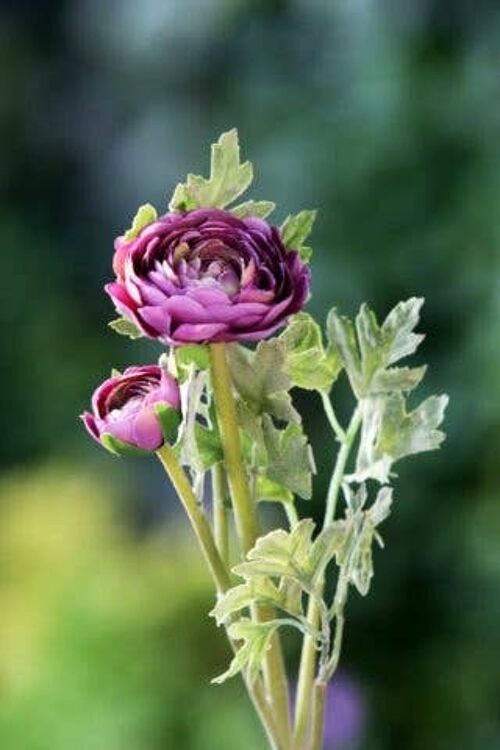 Purple Ranunculus