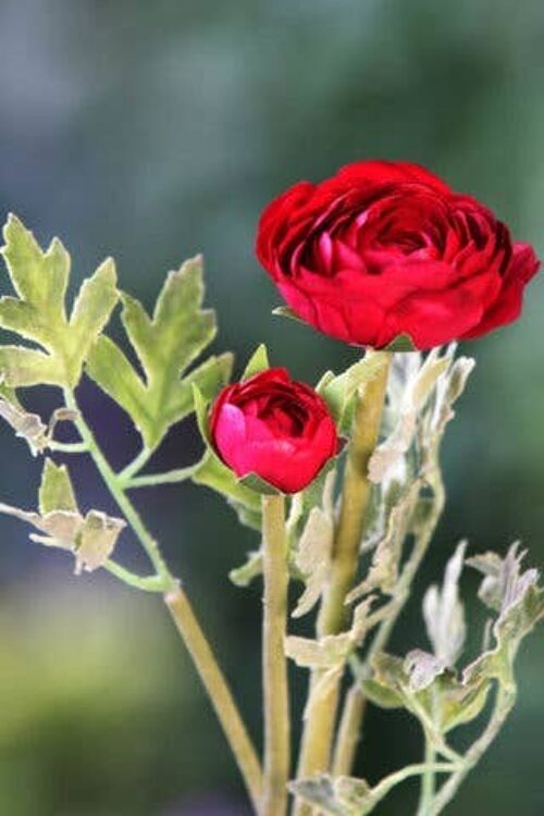 Red Ranunculus