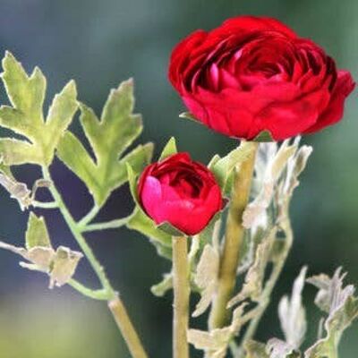 Red Ranunculus