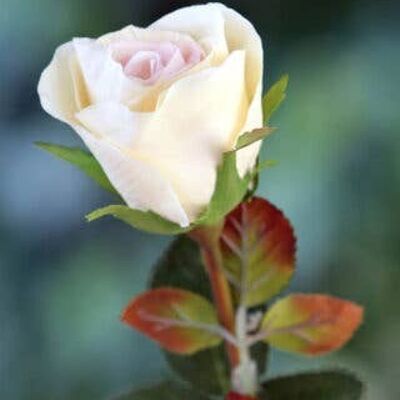 Bouton de rose moyen abricot pâle