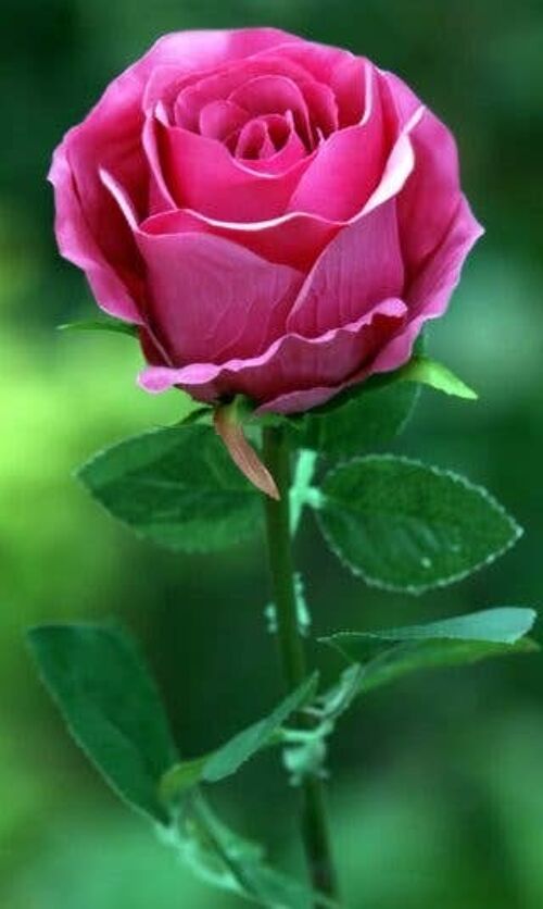 Dark Pink Large Rose Bud