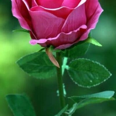 Dark Pink Large Rose Bud