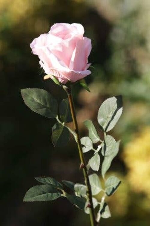 Blush Pink Large Rose Bud