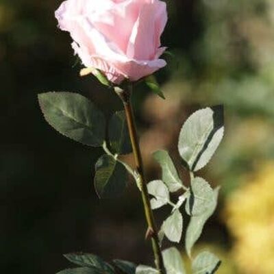 Blush Pink Large Rose Bud