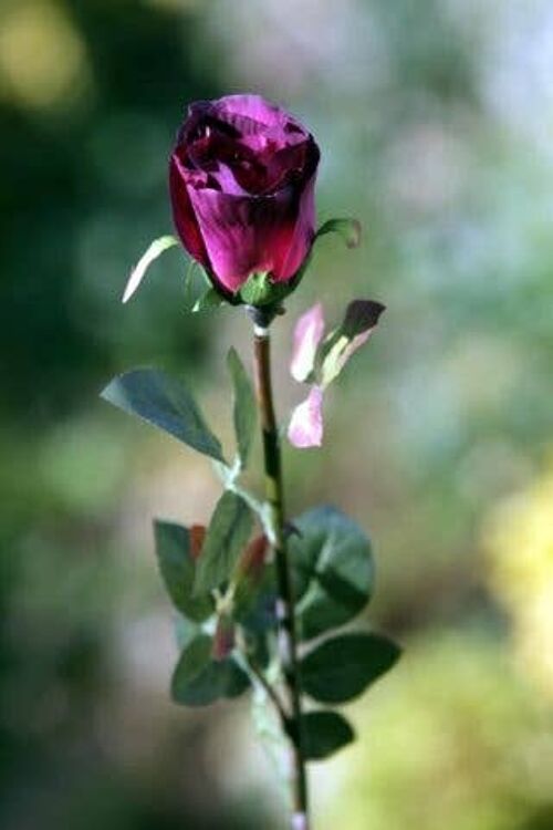 Dark Red Medium Rose Bud