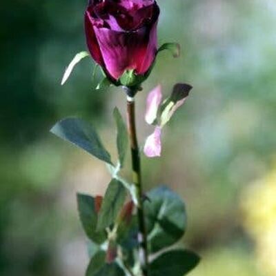 Dark Red Medium Rose Bud