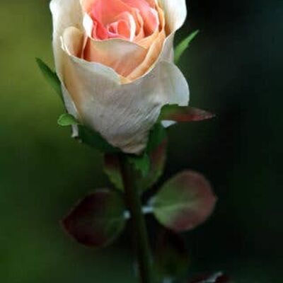 Bocciolo di rosa medio albicocca