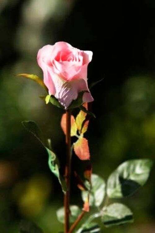 Pale Pink Medium Rose Bud