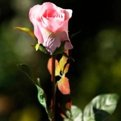 Pale Pink Medium Rose Bud