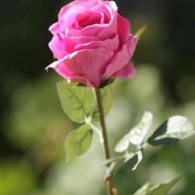 Bouton de rose moyen rose vif