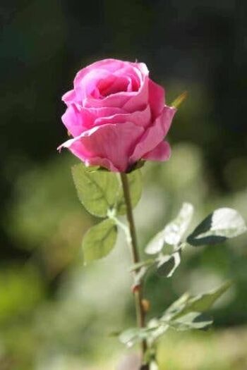 Bouton de rose moyen rose vif