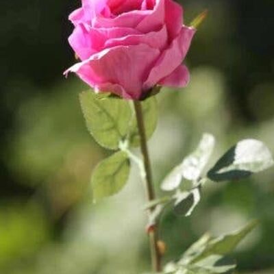 Bright Pink Medium Rose Bud