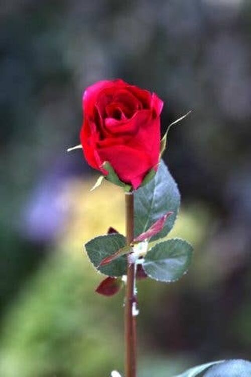 Red Medium Rose Bud