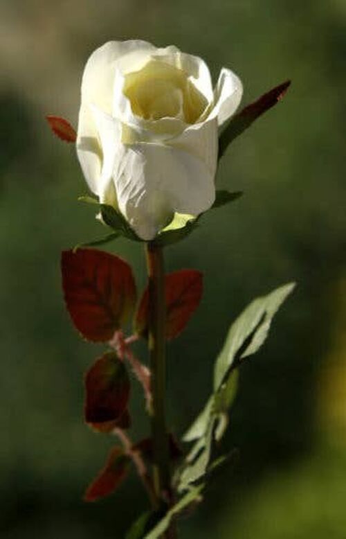 Ivory Medium Rose Bud
