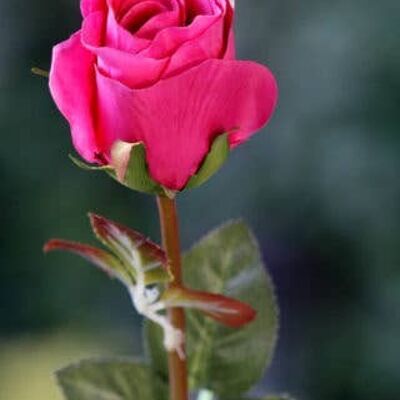Dark Pink Medium Rose Bud
