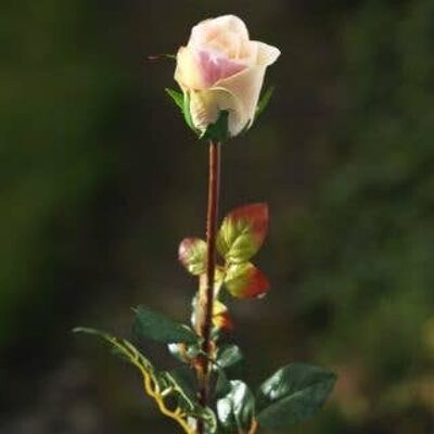 Bouton de rose moyen rose vintage