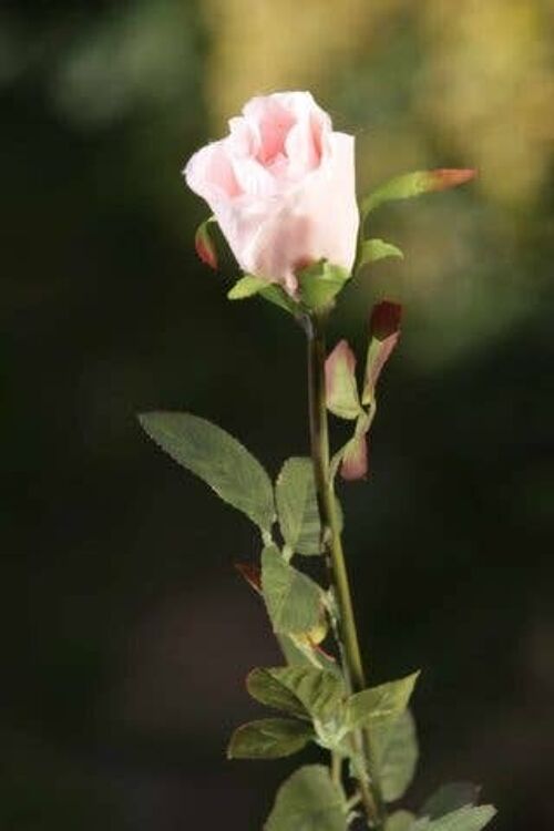 Blush Pink Medium Rose Bud