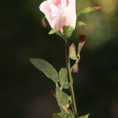 Blush Pink Medium Rose Bud