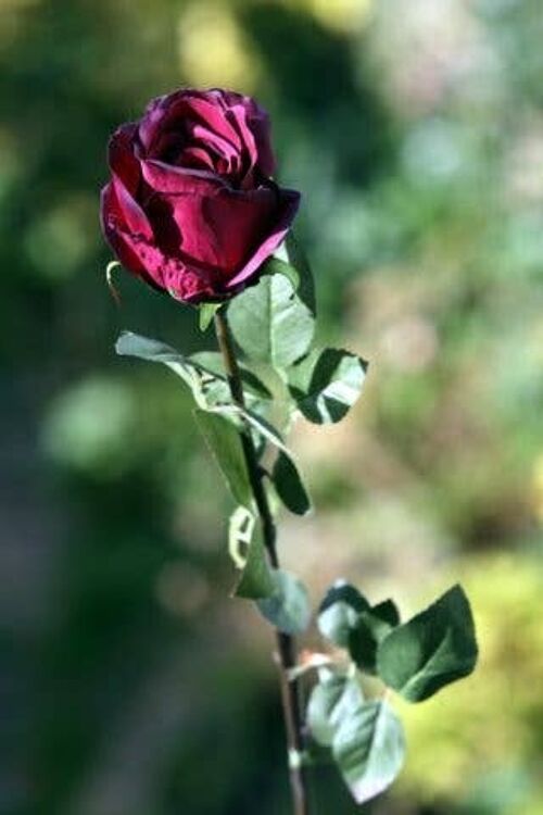 Dark Red Large Rose Bud