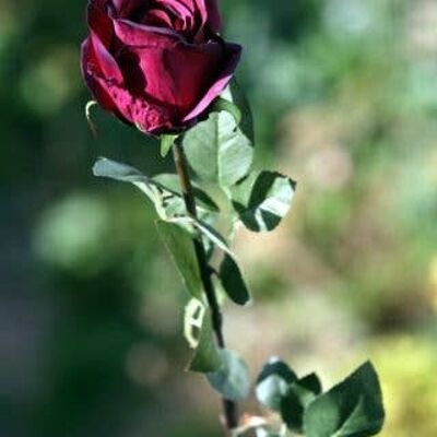 Capullo de rosa grande rojo oscuro