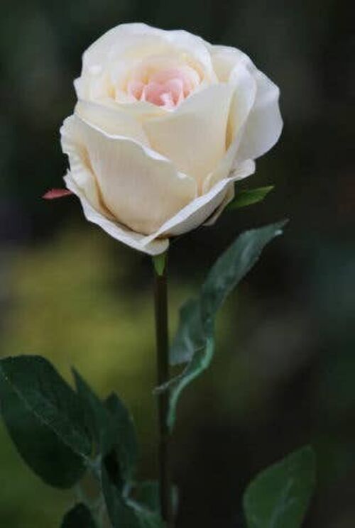 Pale Apricot Large Rose Bud