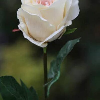 Capullo de rosa grande de albaricoque pálido