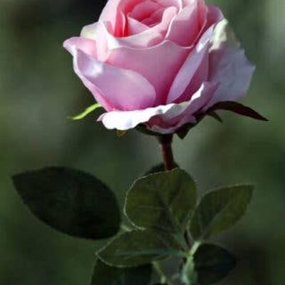 Pale Pink Large Rose Bud