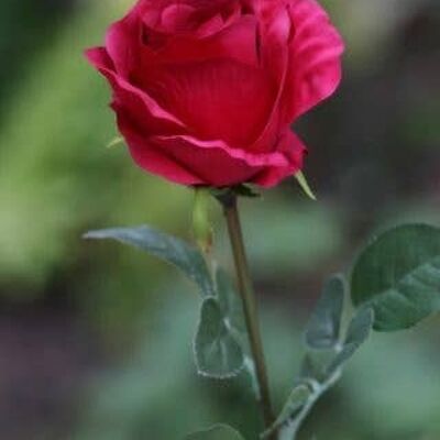 Red Large Rose Bud