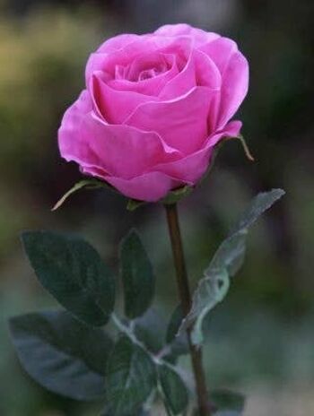 Grand bouton de rose rose vif