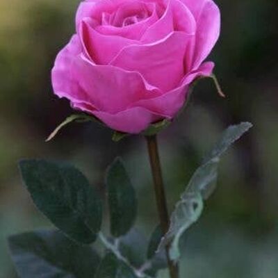 Bright Pink Large Rose Bud