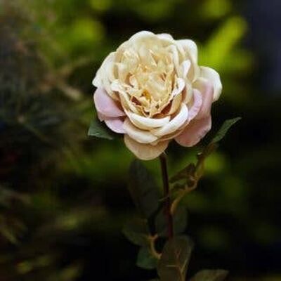 Vintage Rose Grande Rose Ancienne Anglaise Simple
