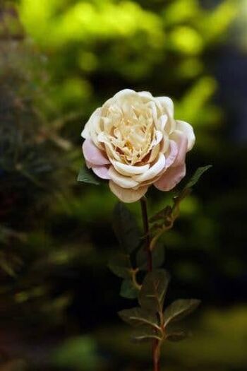 Vintage Rose Grande Rose Ancienne Anglaise Simple