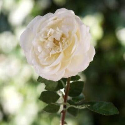 Rosa inglesa antigua individual grande de marfil