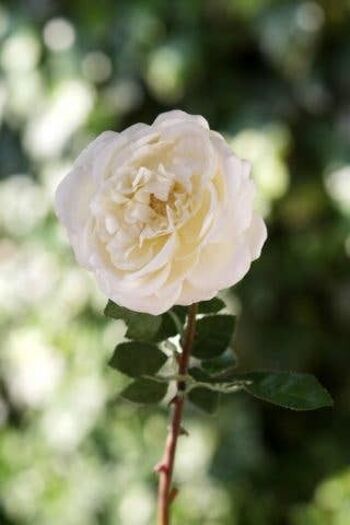 Grande Rose Ancienne Anglaise Ivoire