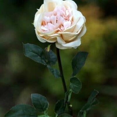 Albaricoque pálido Rosa inglesa antigua individual grande