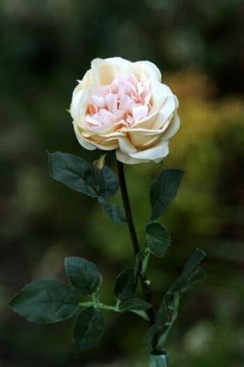 Pale Abricot Large Single Old English Rose