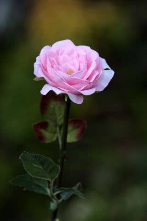 Light Pink Single Medium Old English Rose