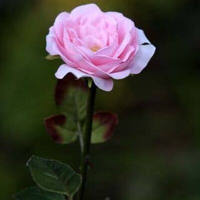 Light Pink Single Medium Old English Rose