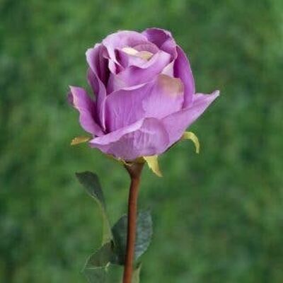 Mauve Tinged with Green Large Rose Bud