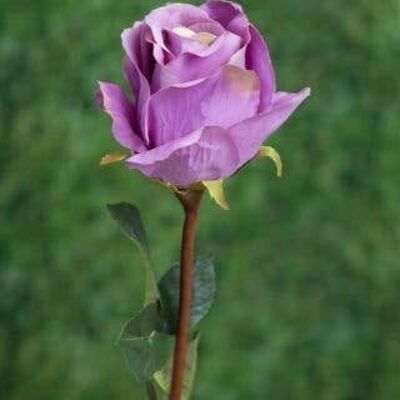 Mauve Tinged with Green Large Rose Bud