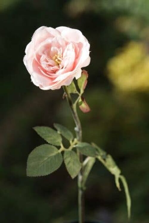 Blush Pink Single Medium Old English Rose
