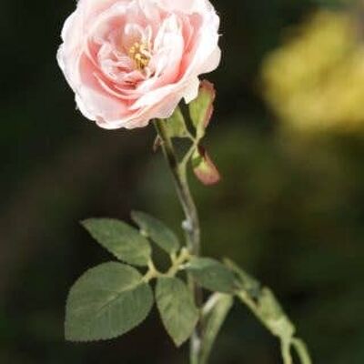 Blush Pink Single Medium Old English Rose