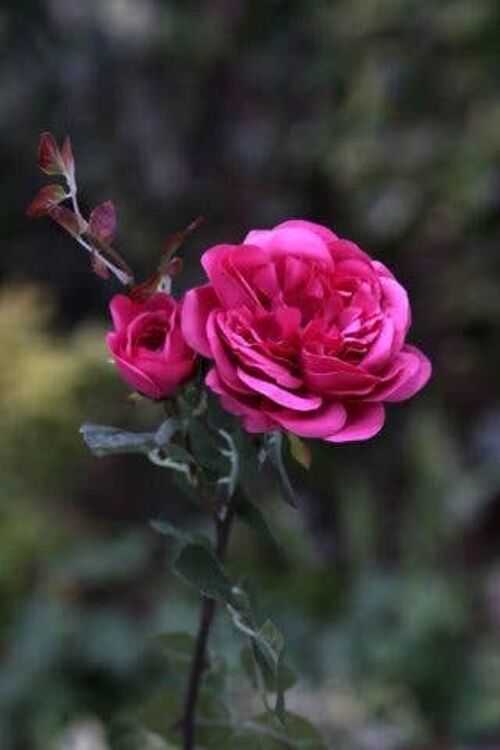 Bright Pink Old English Rose with Bud