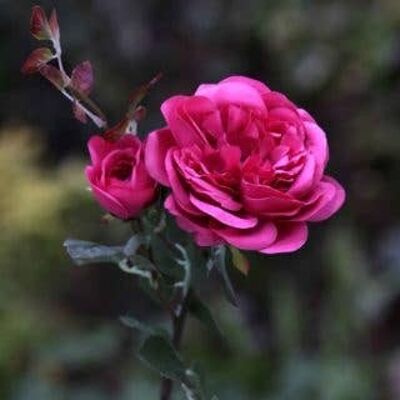 Bright Pink Old English Rose with Bud
