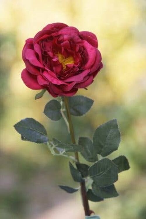 Red Large Single Old English Rose