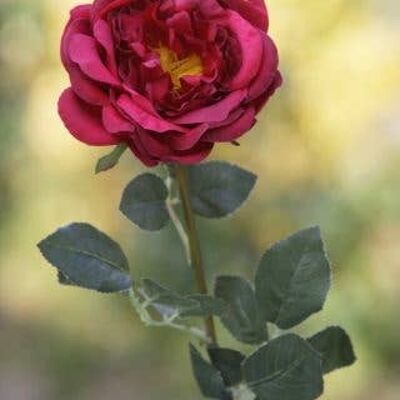 Rosa roja grande individual vieja inglesa