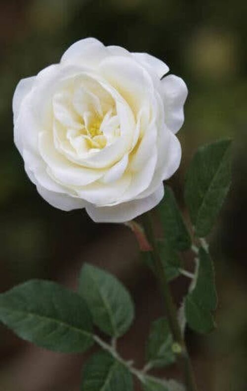 Ivory Single Medium Old English Rose