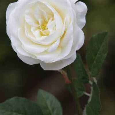 Elfenbein Single Medium Old English Rose